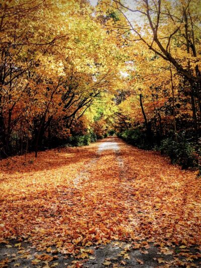 Lyon Forest Preserve - Yorkville, IL
