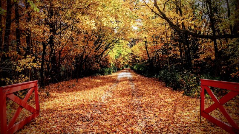 Lyon Forest Preserve - Yorkville, IL