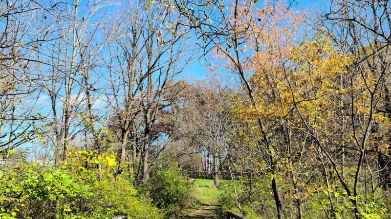 Lyon Forest Preserve - Yorkville, IL