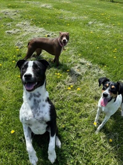 Sweet Paws Retreat - Yorkville, IL
