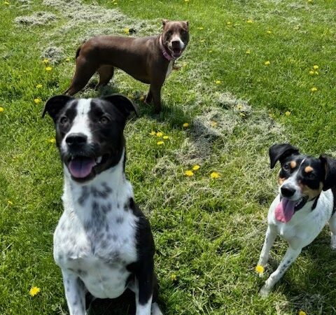 Sweet Paws Retreat - Yorkville, IL