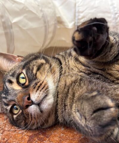 Sweet Paws Retreat - Yorkville, IL