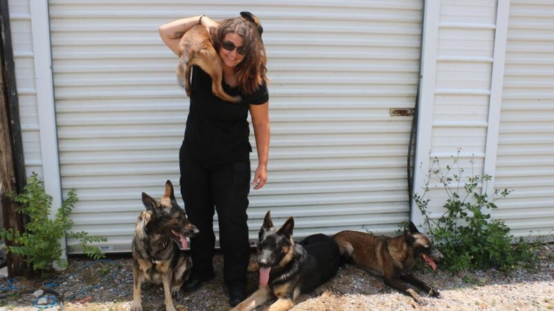 The Dog Trainers - Youngstown, FL