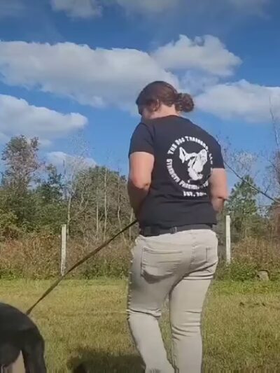 The Dog Trainers - Youngstown, FL