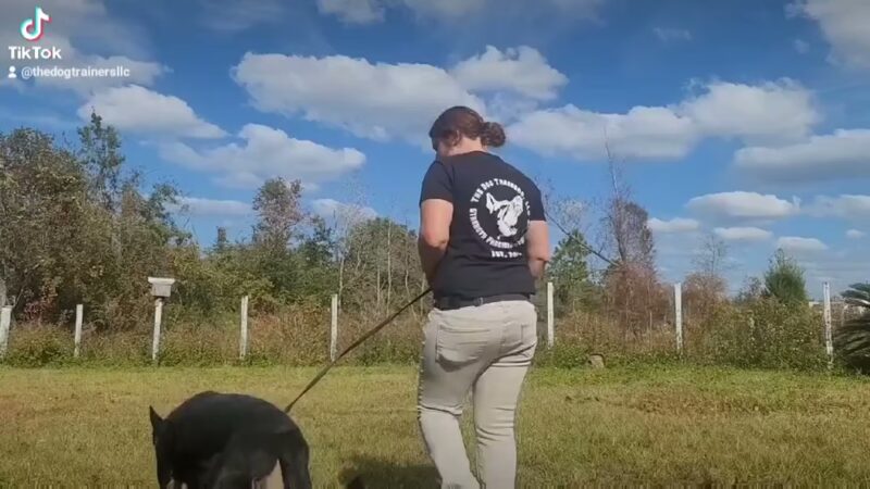 The Dog Trainers - Youngstown, FL