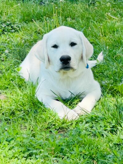 Your Mannerly Mutt, Inc - ,