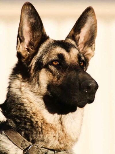 Your Mannerly Mutt, Inc - ,