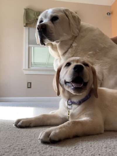 Your Mannerly Mutt, Inc - ,