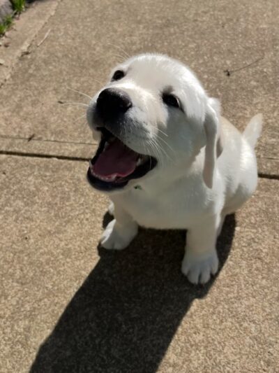 Your Mannerly Mutt, Inc - ,