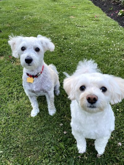 Your Mannerly Mutt, Inc - ,