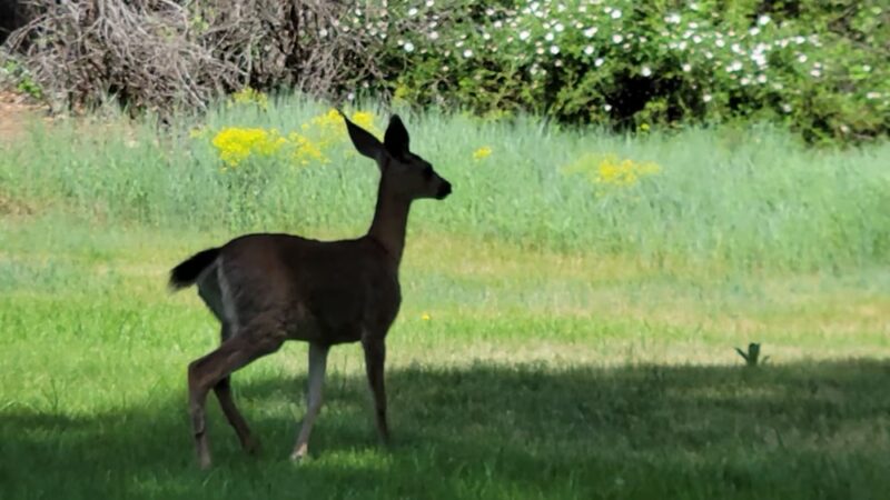 Greenhorn Park - Yreka, CA