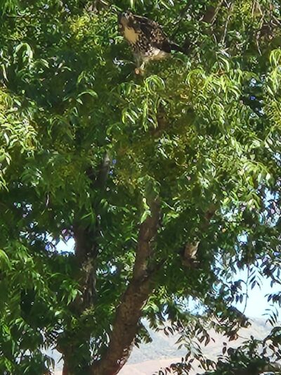 Flag Hill Veterans Memorial Park - Yucaipa, CA