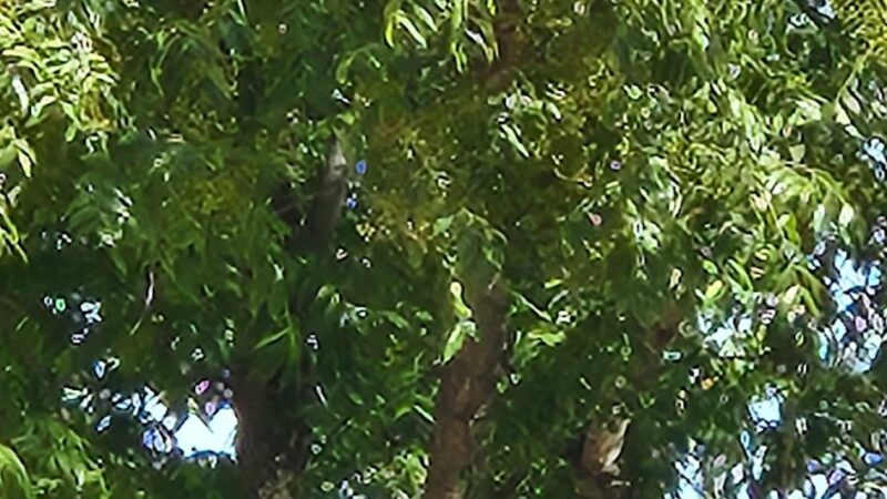 Flag Hill Veterans Memorial Park - Yucaipa, CA