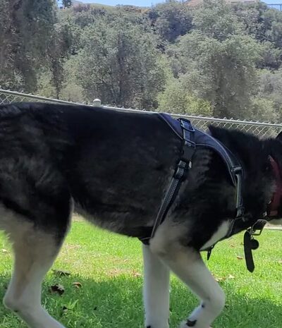 Wildwood Park - Yucaipa, CA