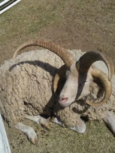 Wolf Park - Yuma, CO