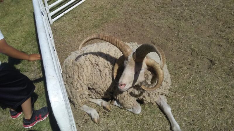 Wolf Park - Yuma, CO