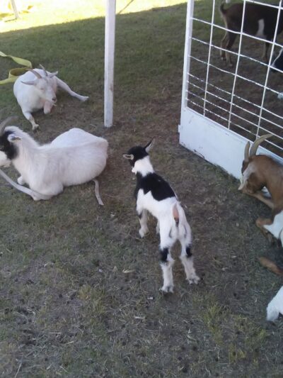 Wolf Park - Yuma, CO