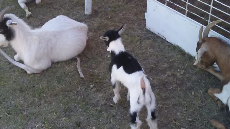 Wolf Park - Yuma, CO