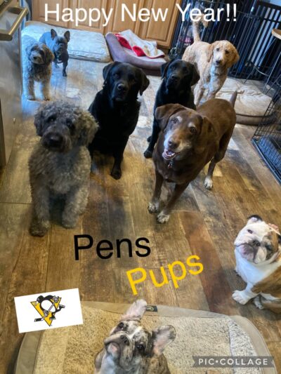 Doggofit - Zelienople, PA