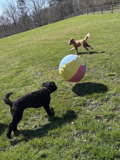 Doggofit - Zelienople, PA