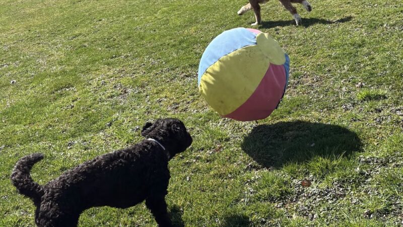 Doggofit - Zelienople, PA