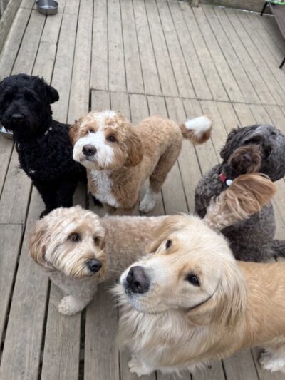 Doggofit - Zelienople, PA