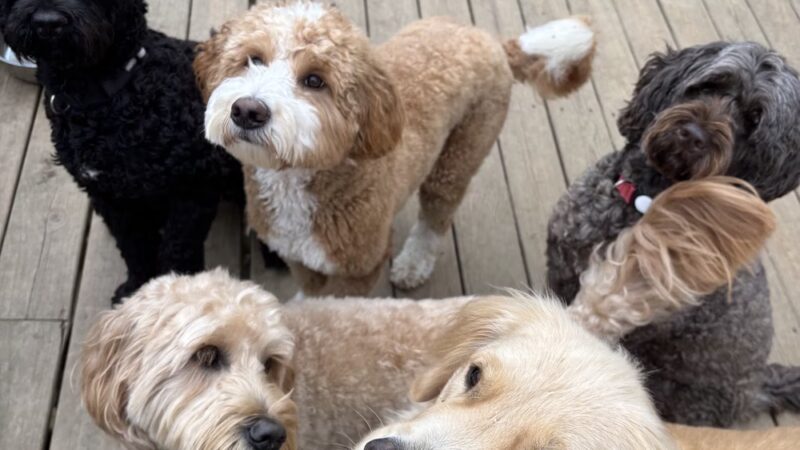 Doggofit - Zelienople, PA