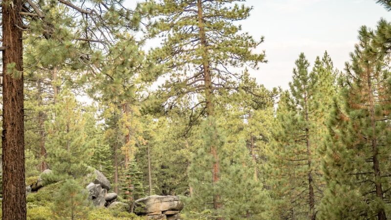 Zephyr Cove RV Park and Campground - Zephyr Cove, NV
