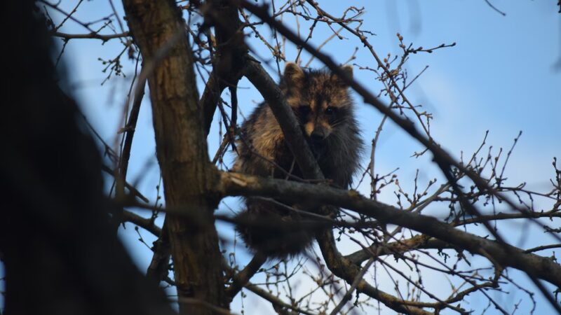 Creekside Nature Park - Zionsville, IN