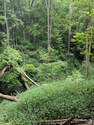 Starkey Park - Zionsville, IN