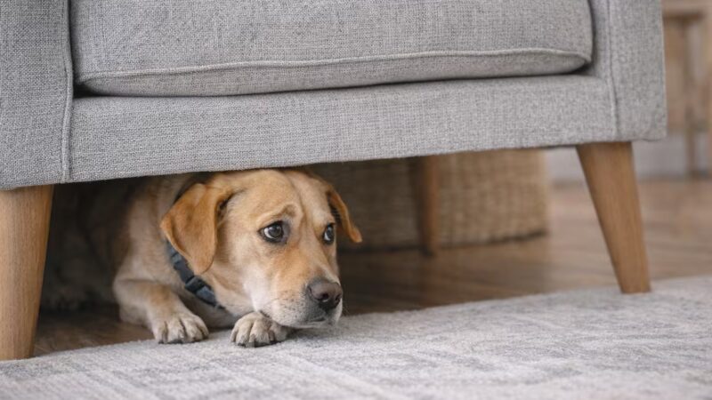 Anxious dog hiding under furniture showing signs of dog anxiety