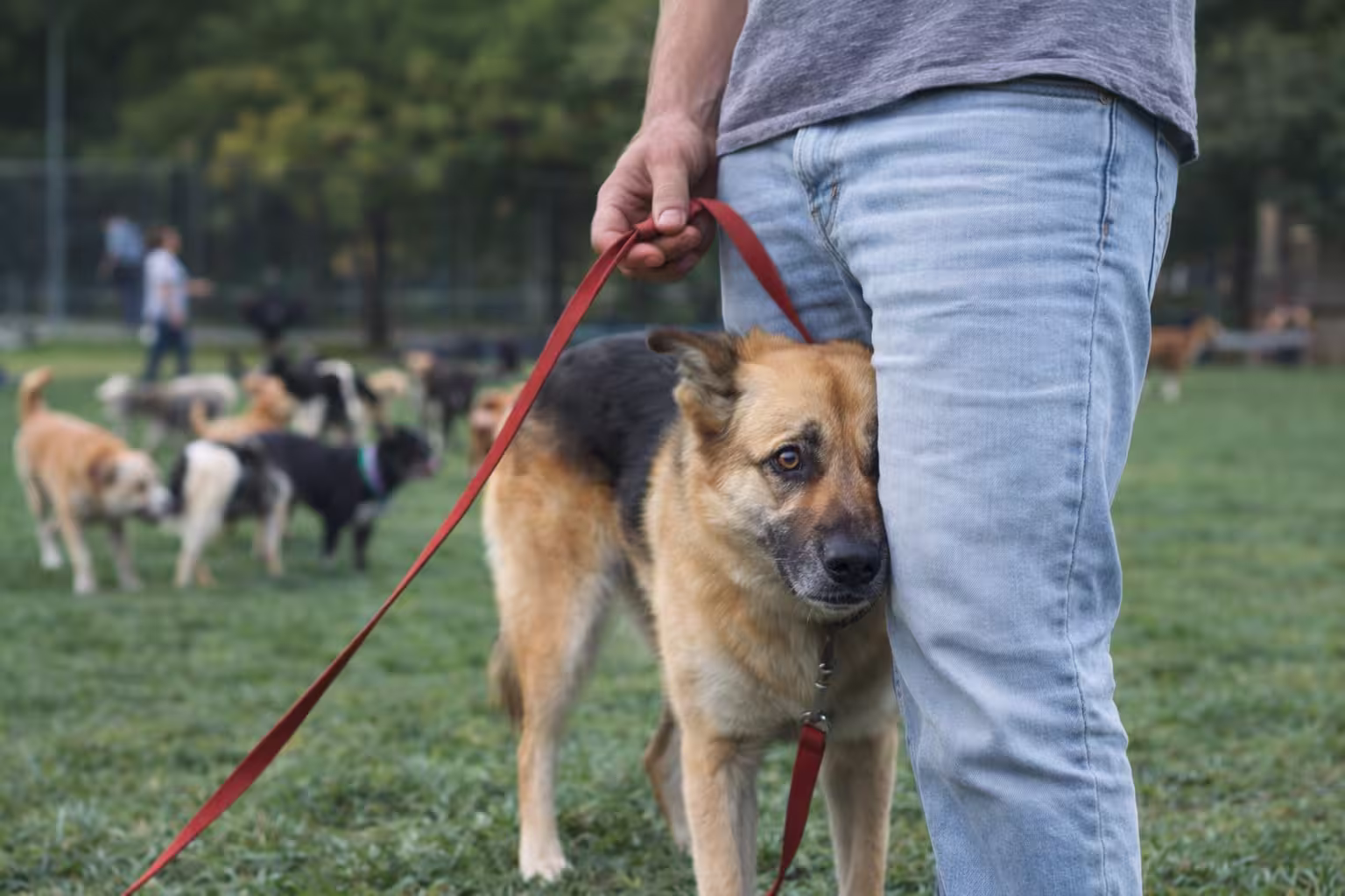 German Shepherd mix showing stress by leaning against owner at a busy dog park