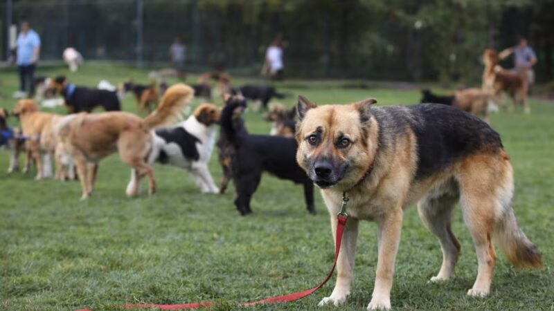 Dog showing signs of stress at a busy dog park while other dogs play in the background
