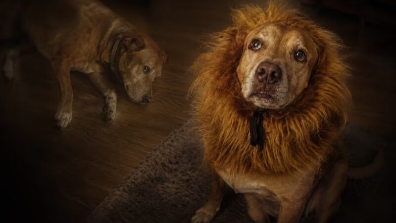 Little Foot, a senior golden retriever and pitbull mix, in a featured image for a Golden Paw Probiotic review