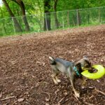Dickson Dog Park - Pittsburgh, PA