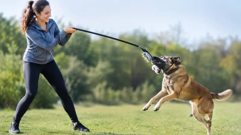 How to Use a Flirt Pole Safely With Your Dog